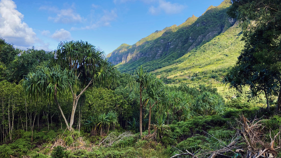 Field Notes From Ka'a'awa Valley Kahala